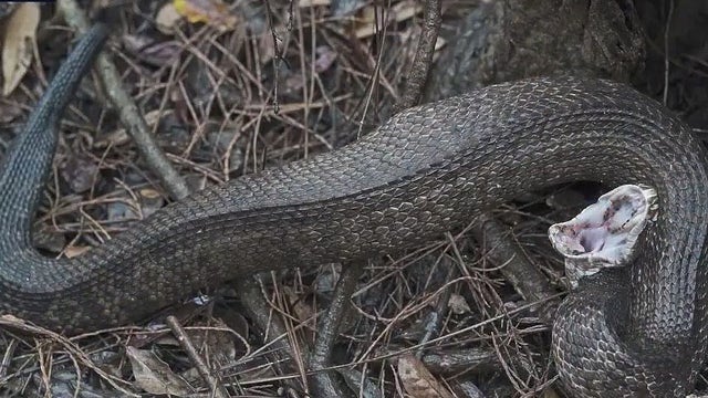 Space Coast snake alert: Excessive flooding drives out cottonmouths