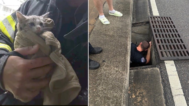 Kitten rescued from storm drain adopted by Longwood firefighter
