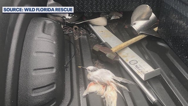Birds killed by vehicle: FWC, U.S. Fish & Wildlife investigating dozens of deaths at Port Canaveral