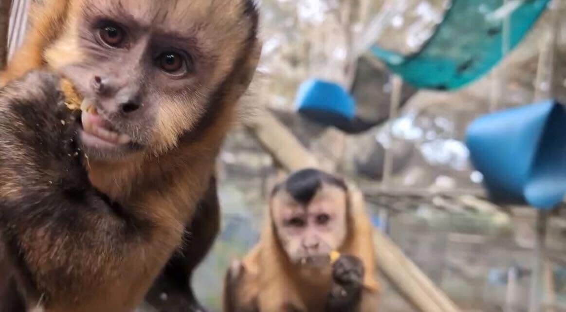 8 rescued monkeys begin new lives at Gainesville sanctuary