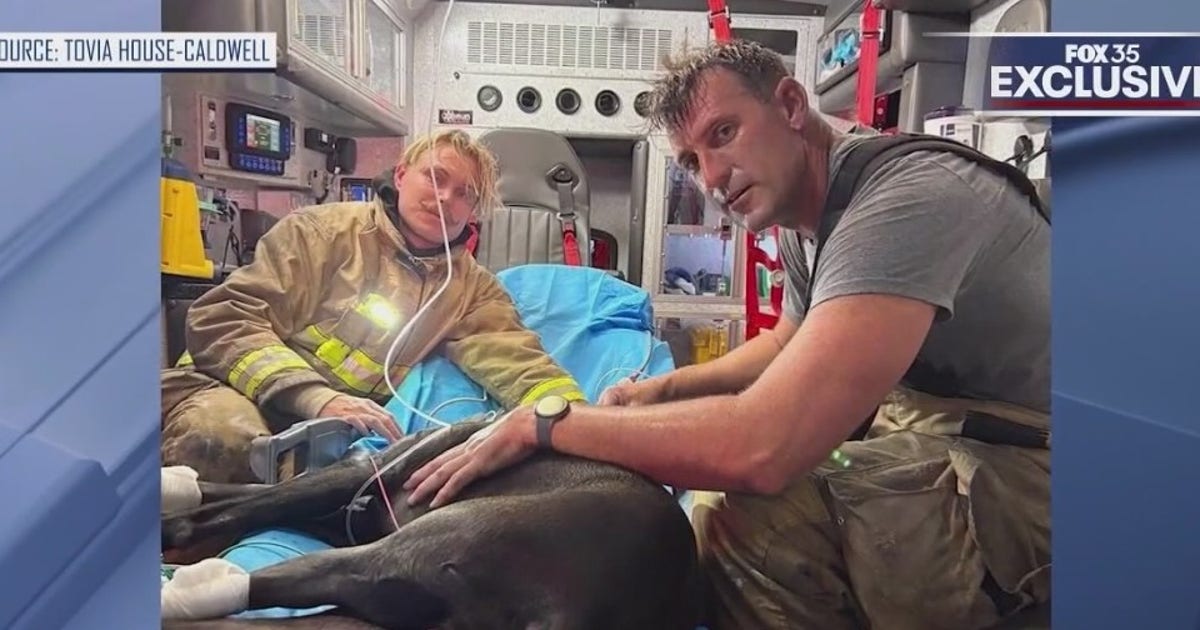 Family dog rescued from Palm Coast house fire recovering at animal ...