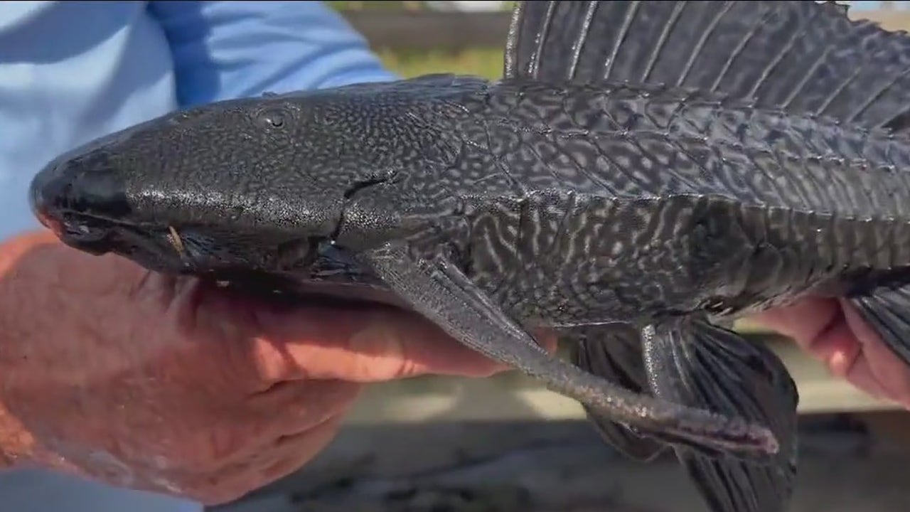 Invasive armored catfish taking over waterways on Florida's Space Coast