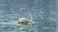 Lake Eola swans head to new homes ahead of $60 million park renovation