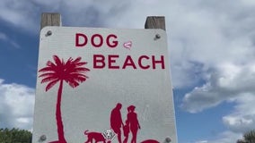 Florida sheriff looking for woman whose two dogs allegedly mauled chihuahua to death