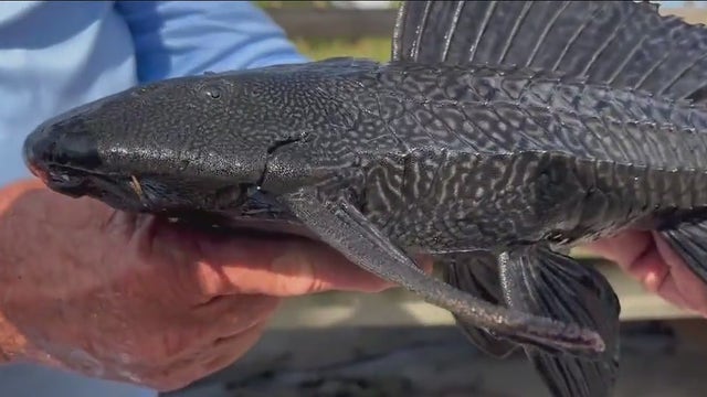 Invasive armored catfish taking over waterways on Florida's Space Coast