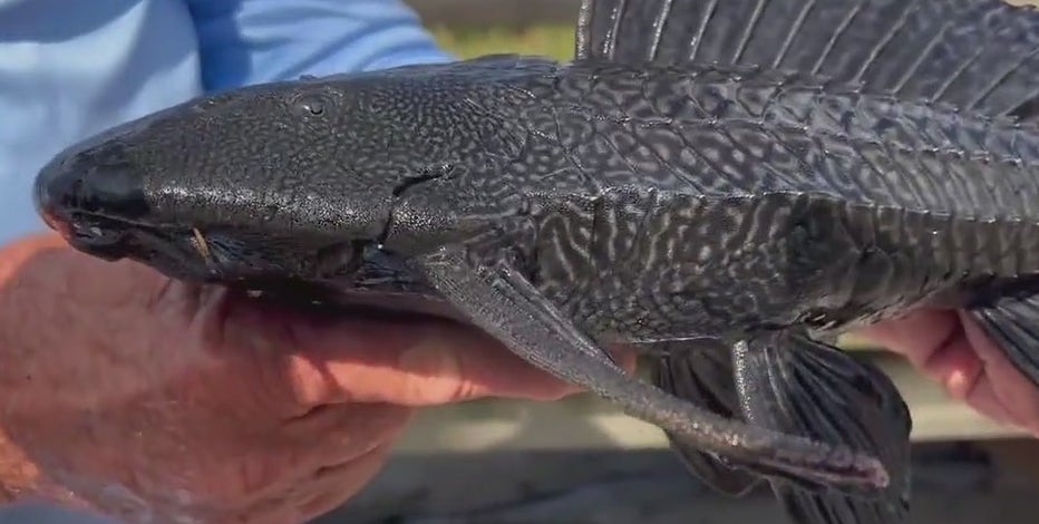 Invasive armored catfish taking over waterways on Florida's Space