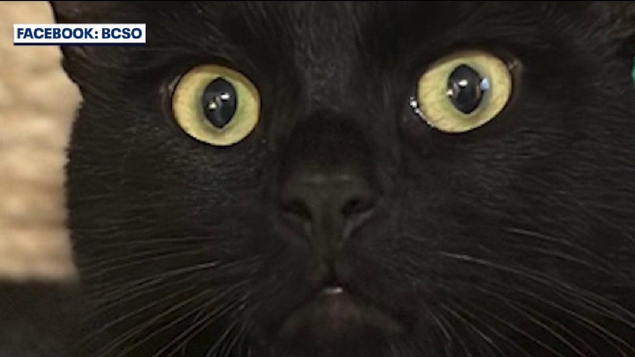 Cocoa man arrested for shooting cat he claims was messing with his car