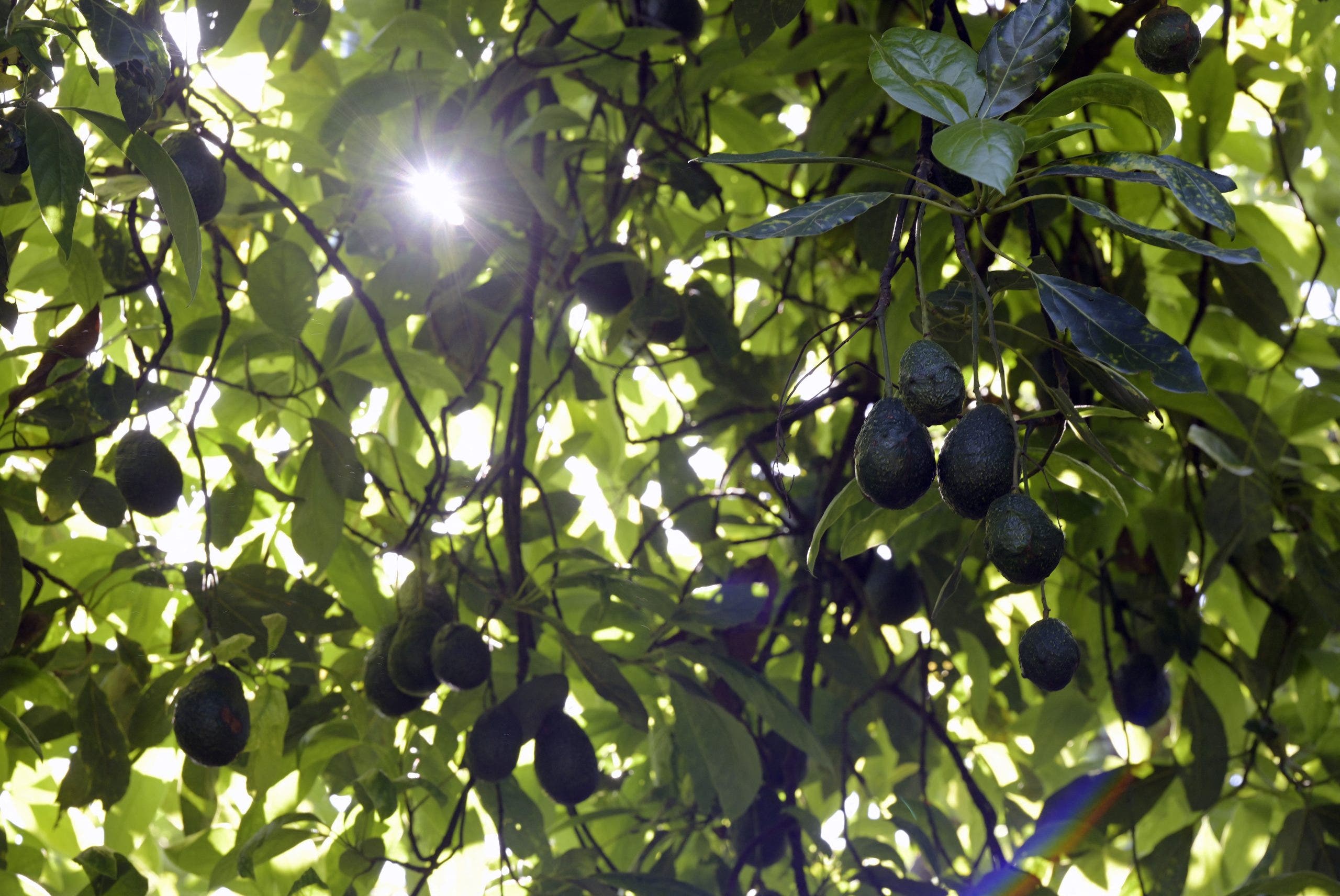 Deputies: Miami man steals 400 pounds of avocados to buy his kids Christmas presents, he claimed
