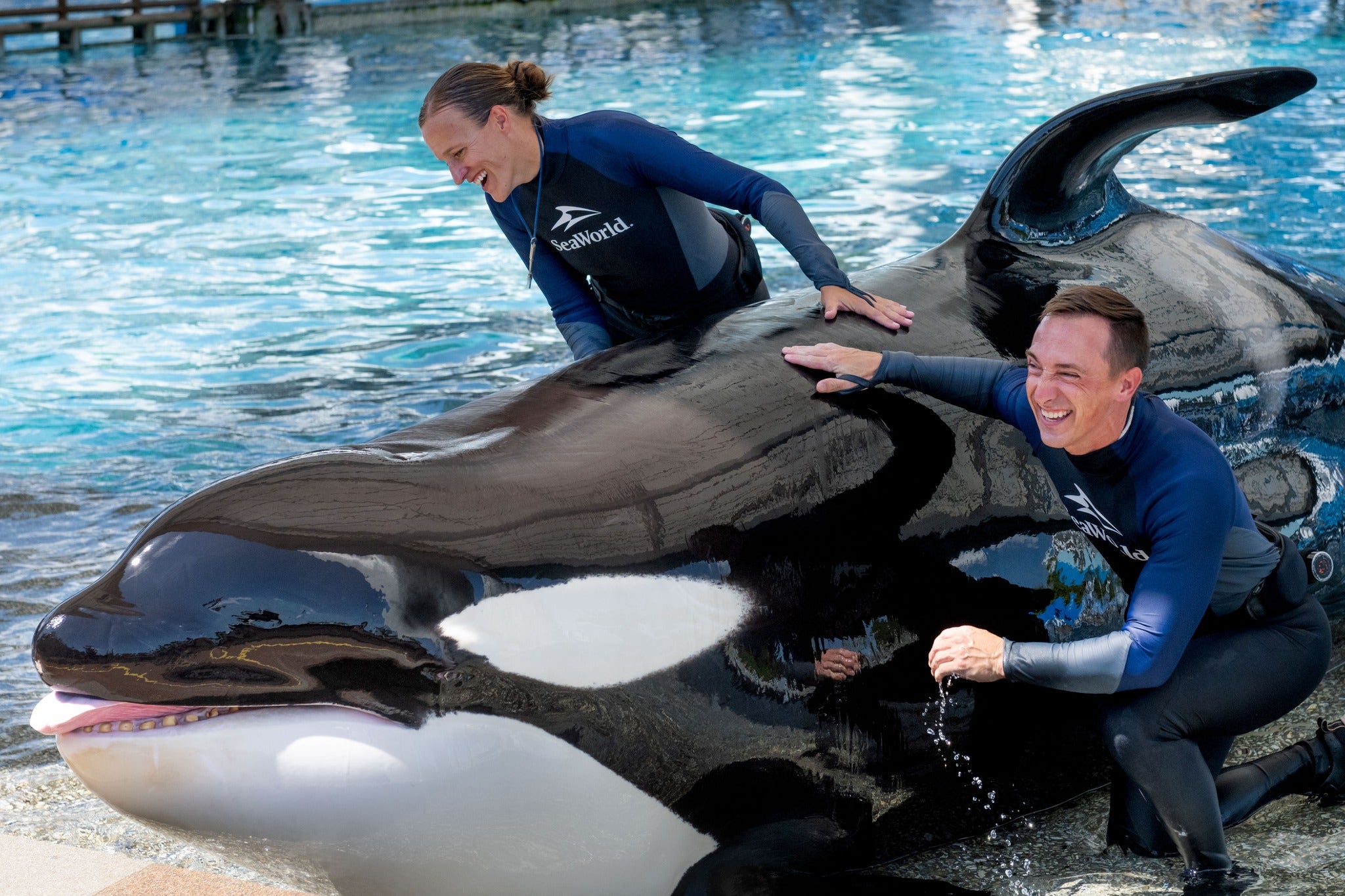 'Beloved' SeaWorld killer whale Katina dies at 50, park says