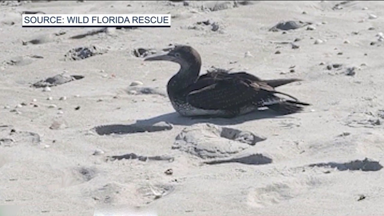 Avian flu concerns spread to the Space Coast as more birds are dying: 'Very disheartening'