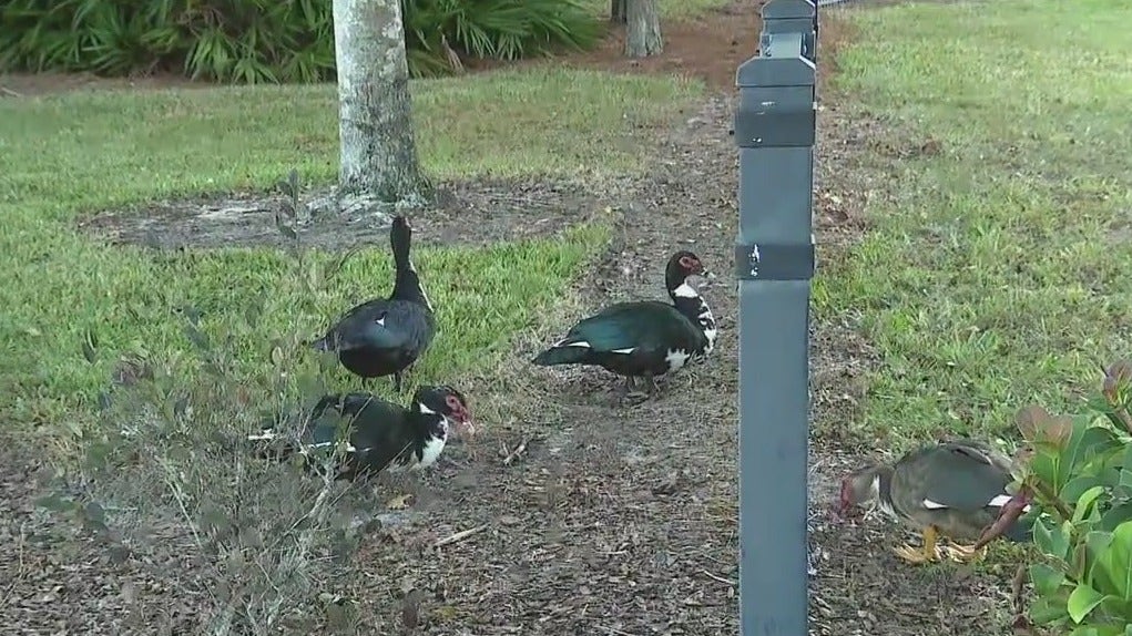 Dozens of ducks found dead or dying at Orlando pond