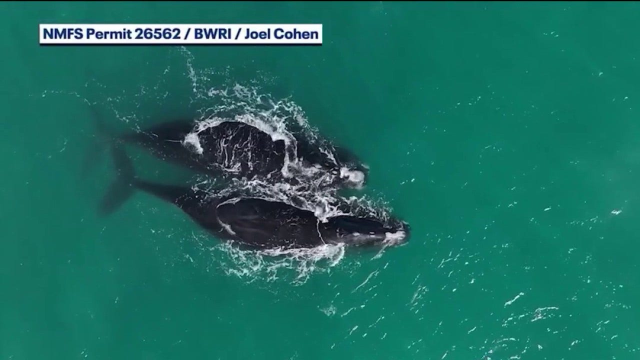 North Atlantic right whale mother, calf spotted off Space Coast