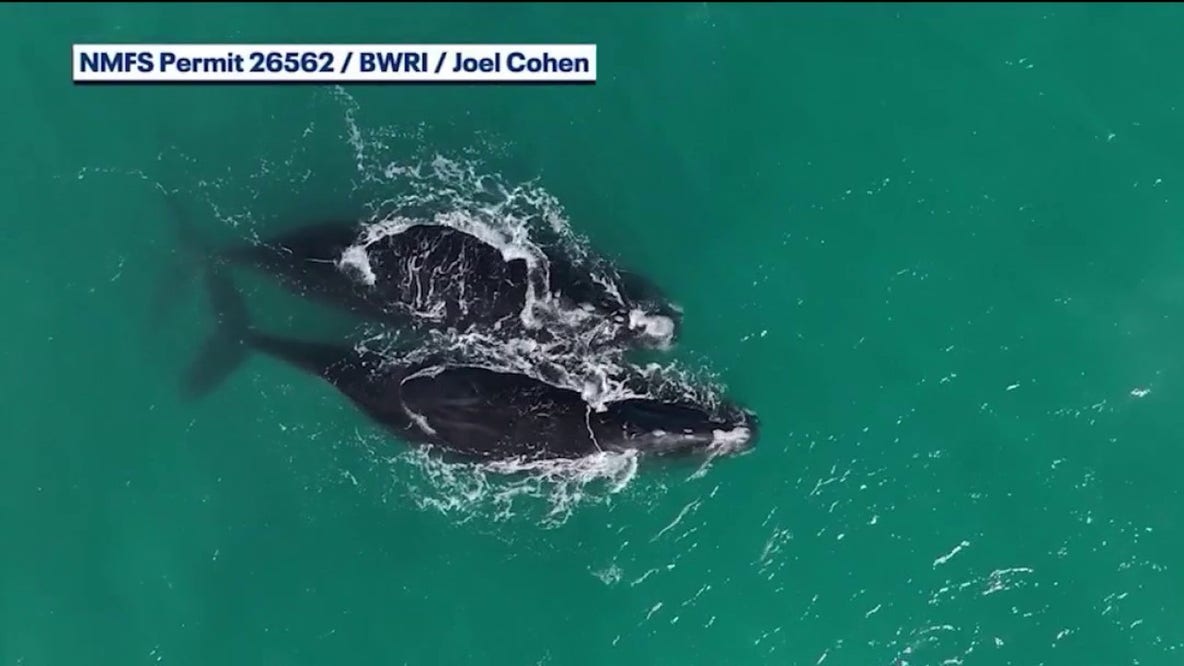 North Atlantic right whale mother, calf spotted off Space Coast
