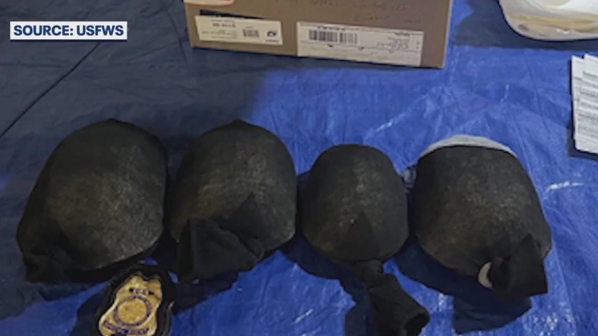 Florida turtles stuffed in socks recovered in illegal animal trafficking case