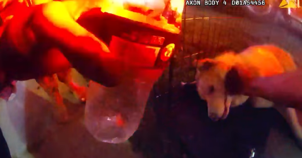 Police officer saves dog from burning home: 'Dogs are family' | FOX 13 ...