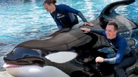 'Beloved' SeaWorld killer whale dies at 50, park says