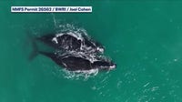 North Atlantic right whale mother, calf spotted off Space Coast