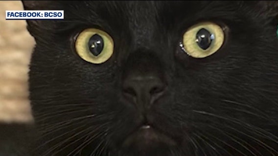 Cocoa man arrested for shooting cat he claims was messing with his car