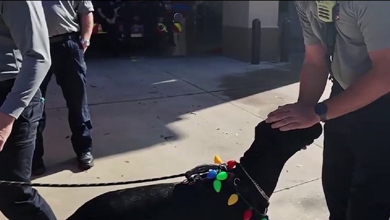 'Little Christmas miracle,' Family celebrates dog’s recovery after rescue from Palm Coast house fire