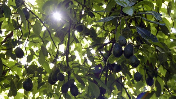 Deputies: Miami man steals 400 pounds of avocados to buy his kids Christmas presents, he claimed