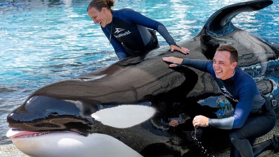 'Beloved' SeaWorld killer whale Katina dies at 50, park says