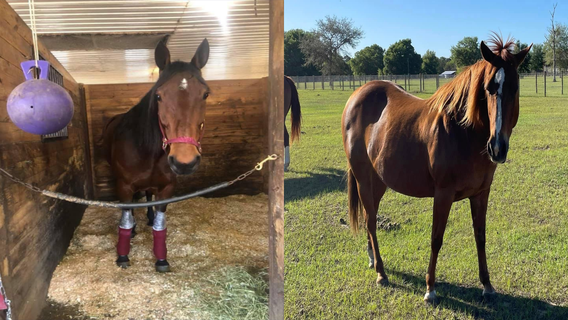 4 horses stolen from Osteen property; $10,000 reward offered