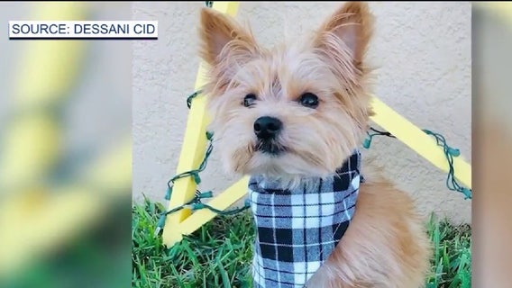 Volusia County deputies search for ‘prankster’ after door-kicking incident leads to family dog’s death