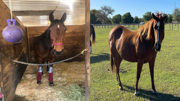 4 horses stolen from Osteen property; $10,000 reward offered