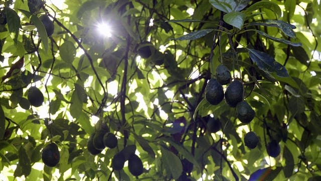 Deputies: Miami man steals 400 pounds of avocados to buy his kids Christmas presents, he claimed