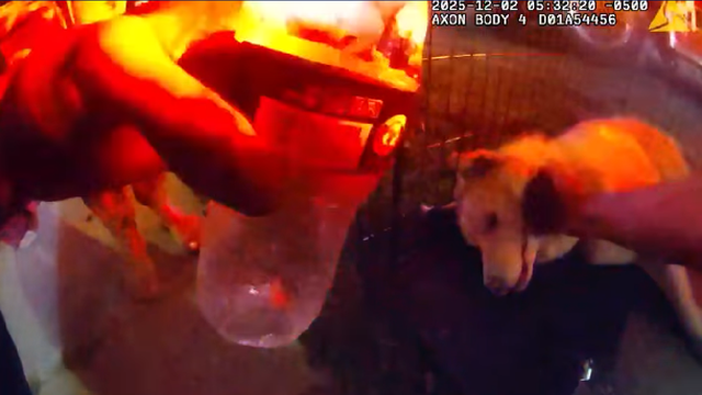 Police officer saves dog from burning home: 'Dogs are family'