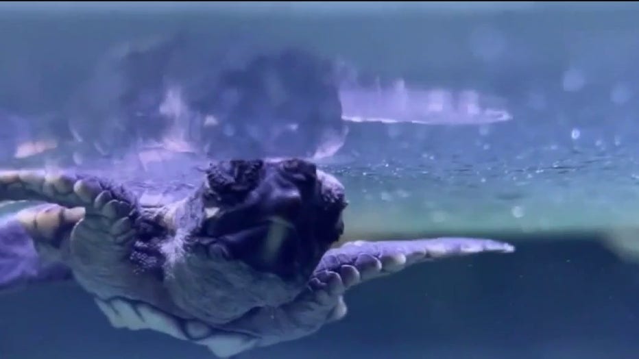 Cold snap sends endangered sea turtles to Central Florida for