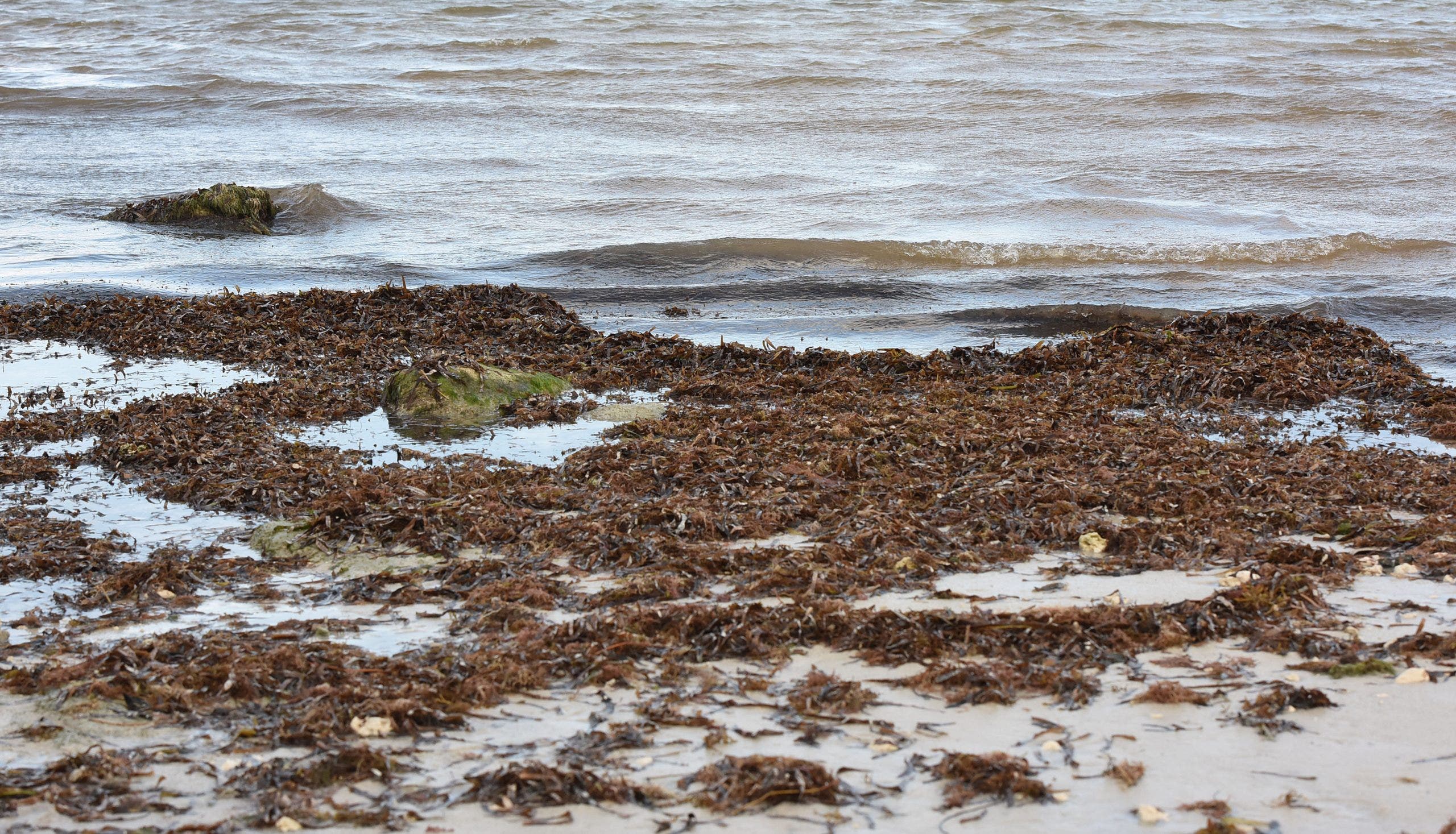 New Research shows seaweed on Florida shores costs billions in economic losses