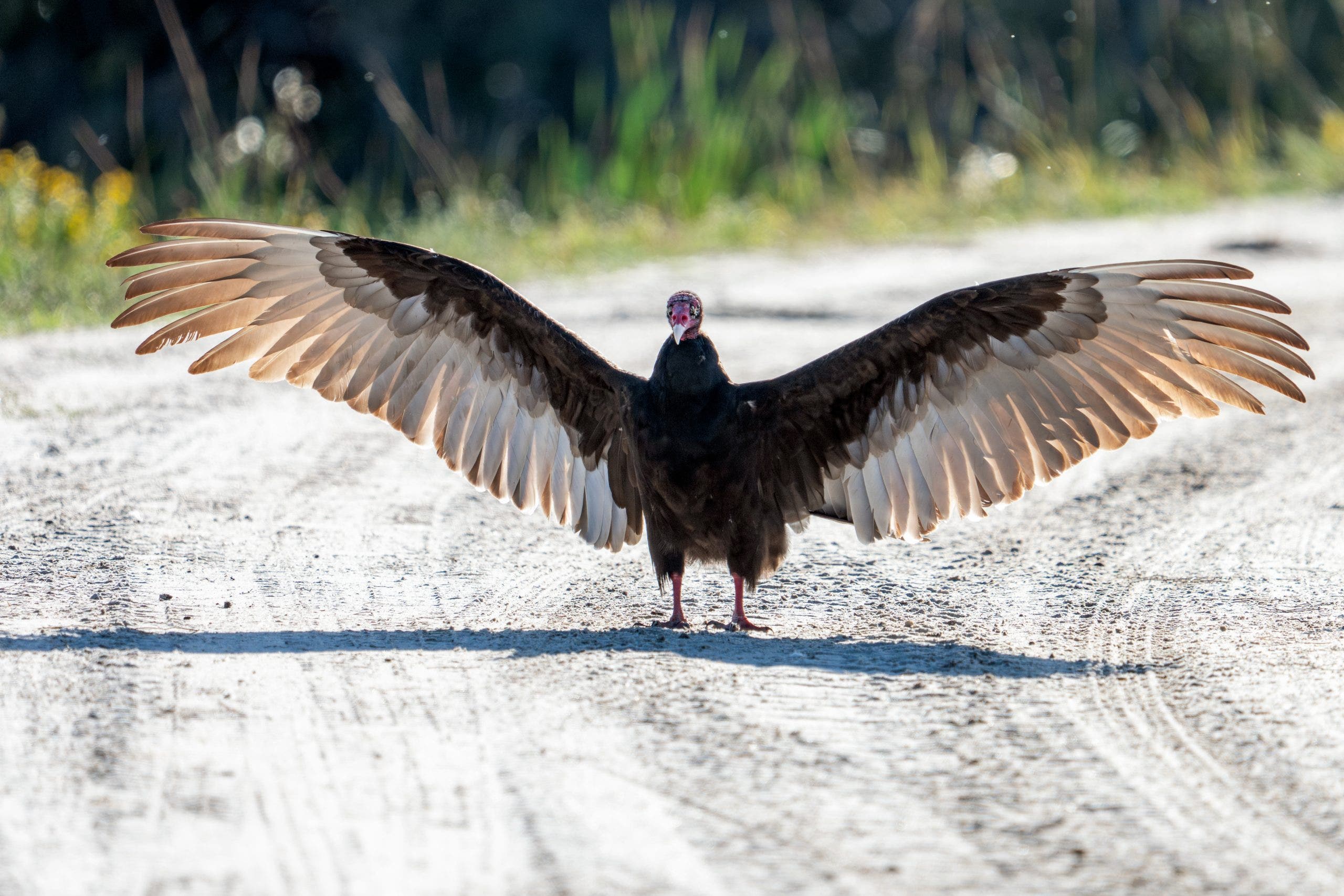 What’s killing vultures at Blue Spring State Park? Investigation launched after 100 die in one month