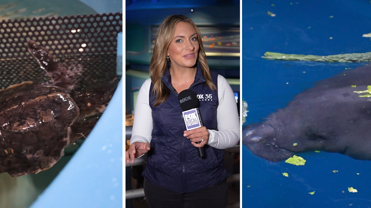 EPCOT's Seas with Nemo & Friends celebrates its 40th anniversary in behind-the-scenes look