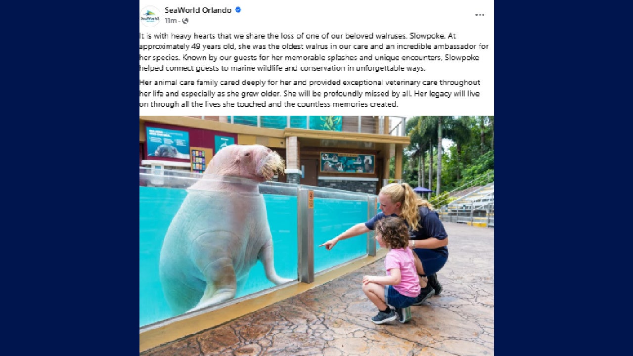 Slowpoke, oldest walrus at SeaWorld Orlando, dies