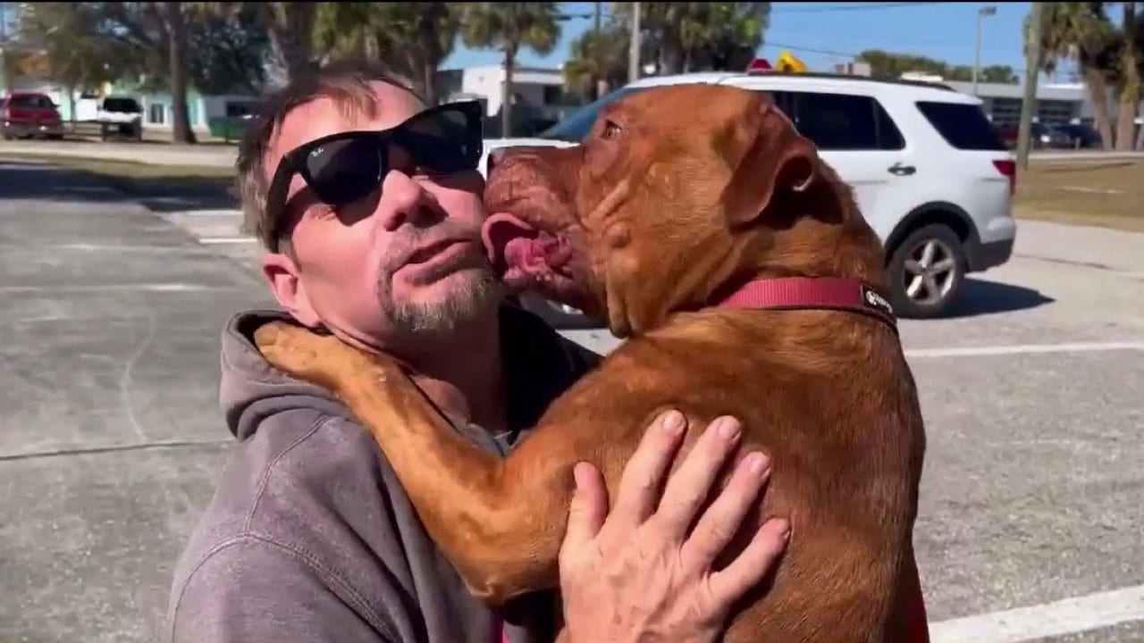 Pooch rescued from dogfighting operation as 'bait dog' ready for new home on the Space Coast