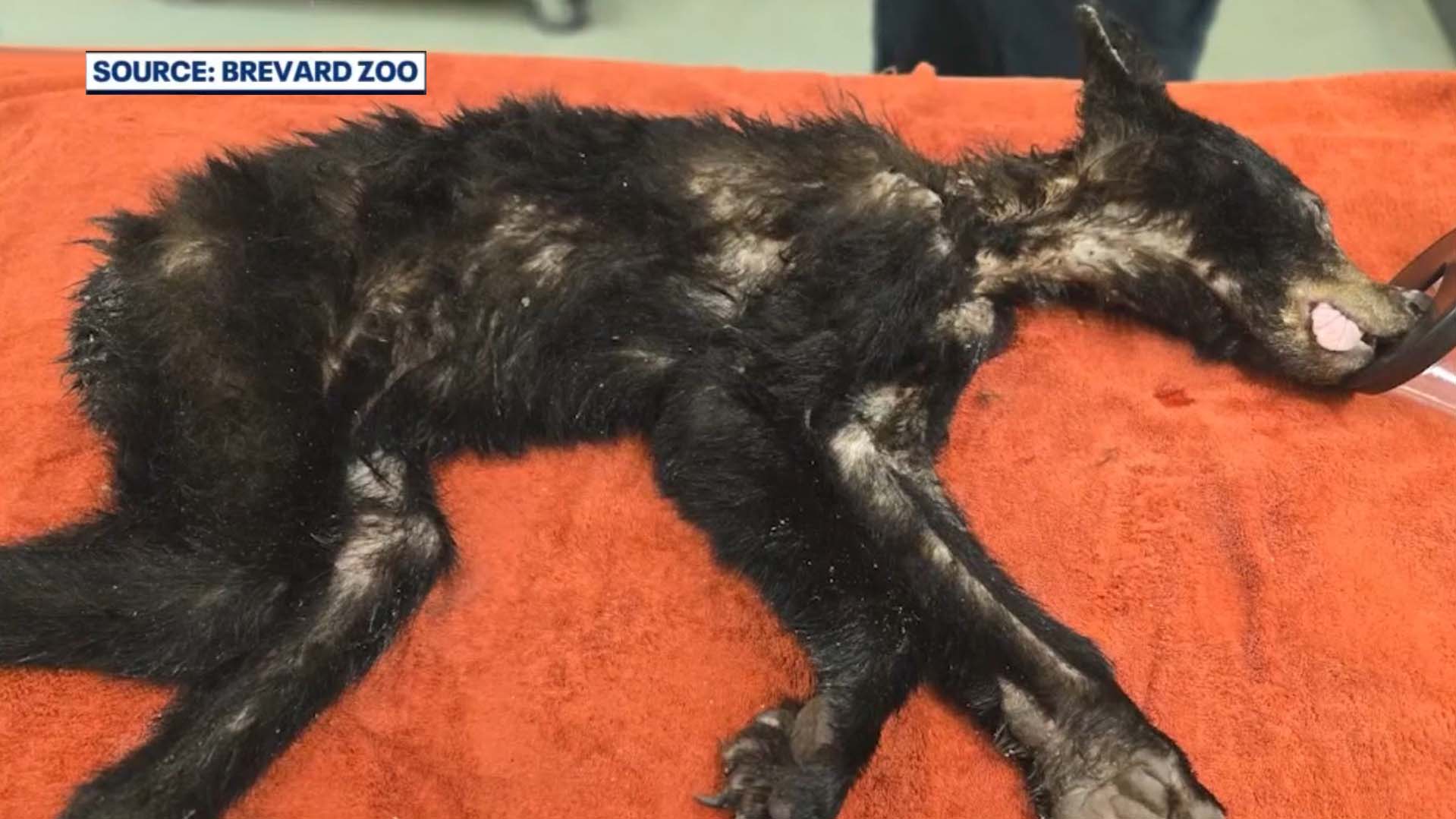 Brevard Zoo releases nearly 20 rehabilitated black bears after record year