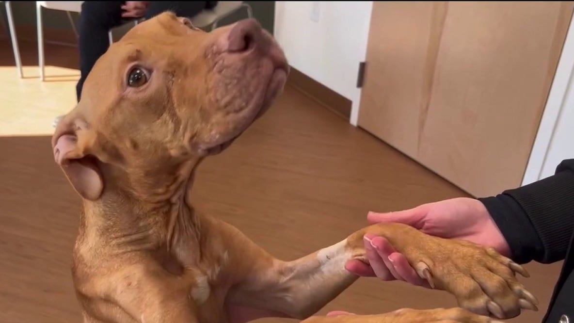 Emaciated dog finally gaining weight after months of malnutrition