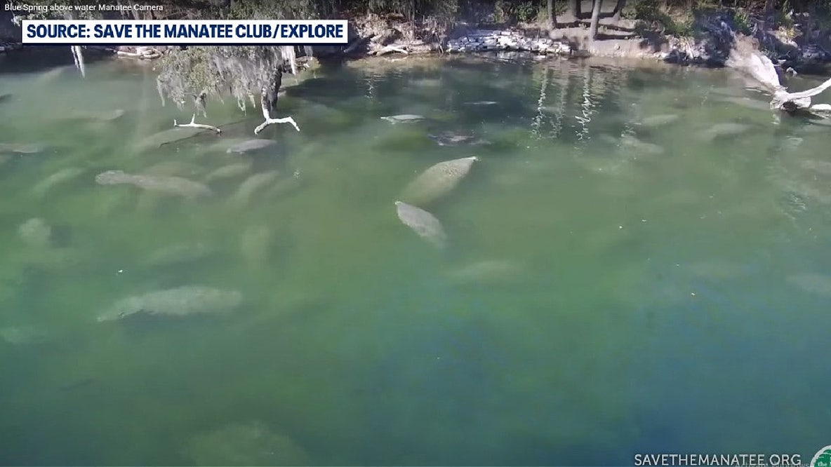 Cold snap sends manatees to Florida springs for winter warmth