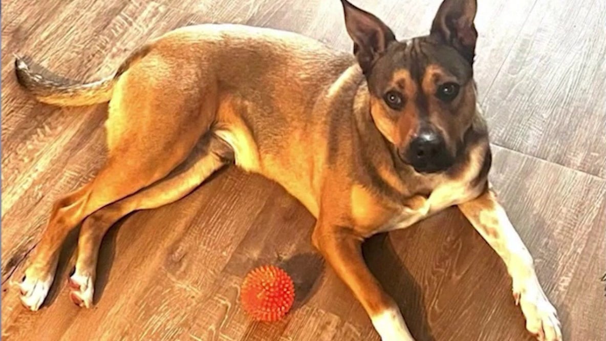 Search underway for dog that fled after owner struck by car in Daytona Beach Shores