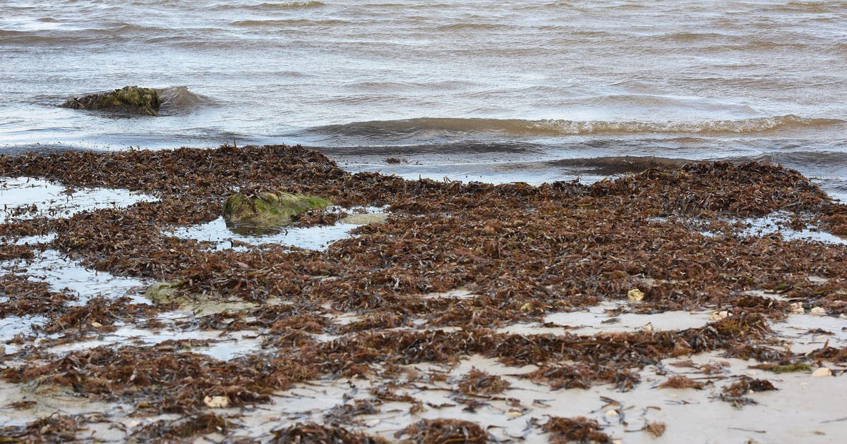 New Research shows seaweed on Florida shores costs billions in economic losses