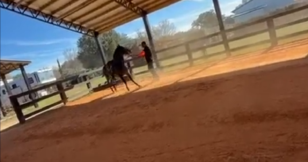 Florida horse trainer accused of animal abuse after alleged Facebook confession, deputies say