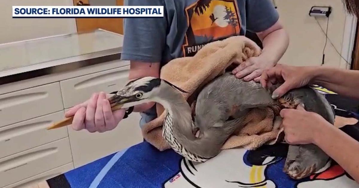 Great blue heron rescued after being tangled in fishing line, hanging from tree