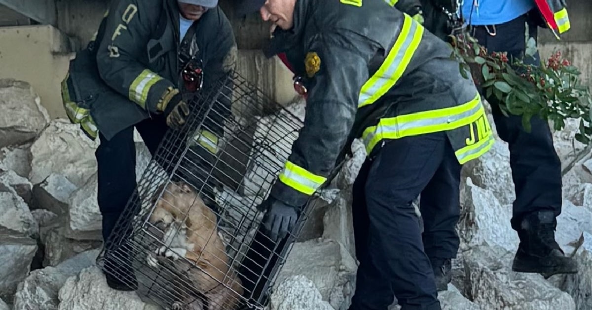 Firefighters rescue dog trapped under Orlando overpass | FOX 35 Orlando