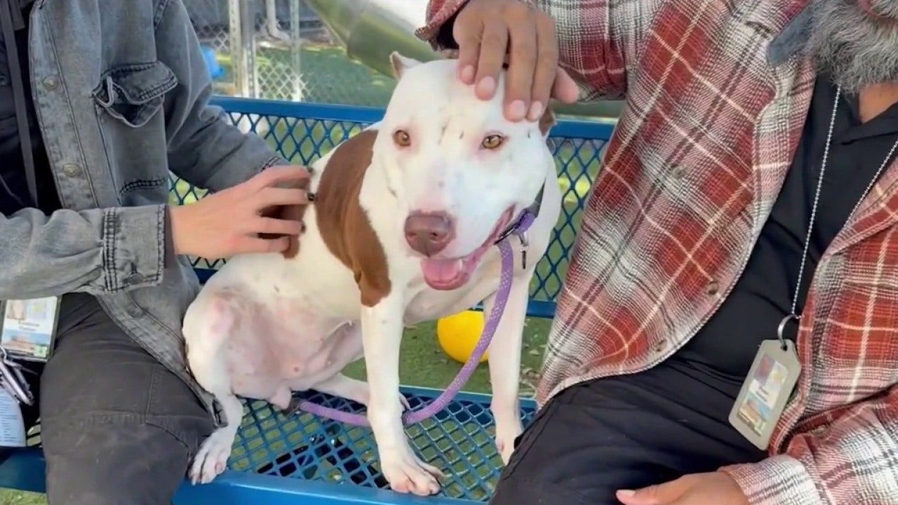 Florida animal abuse registry criticized as shelters say state list falls short