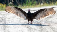 What’s killing vultures at Blue Spring State Park? Investigation launched after 100 die in one month