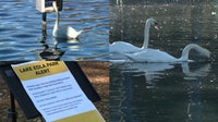 Lake Eola swans: 19 have died over span of weeks; all tested positive for Avian flu: City