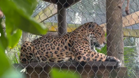 Winter readiness: How the Brevard Zoo protects native, exotic species from the cold