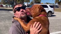 Pooch rescued from dogfighting operation as 'bait dog' ready for new home on the Space Coast