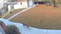Bobcat spotted wandering through Orange County neighborhood